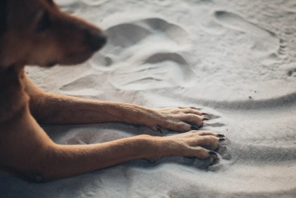 A dog on the sand