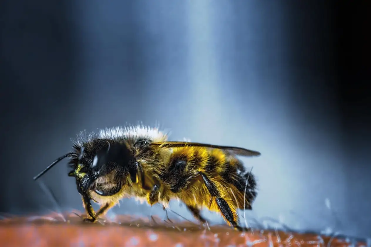 A bee