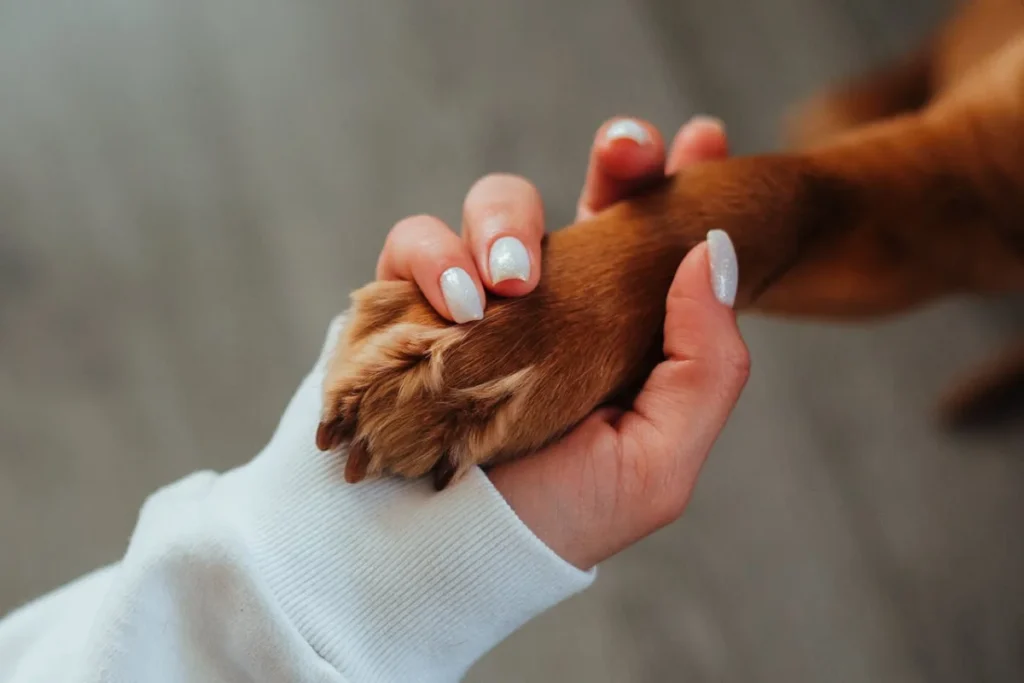 A dog's paw on a human hand