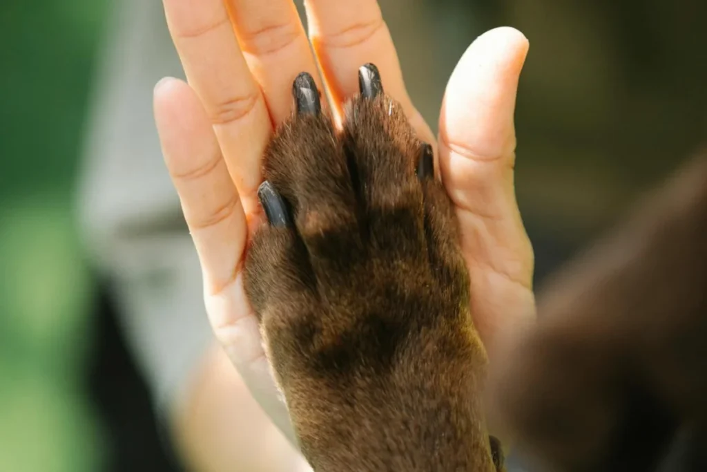 A dog's paw with a human hand
