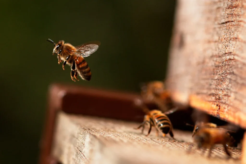 Bees on a surface while another bee flies overhead