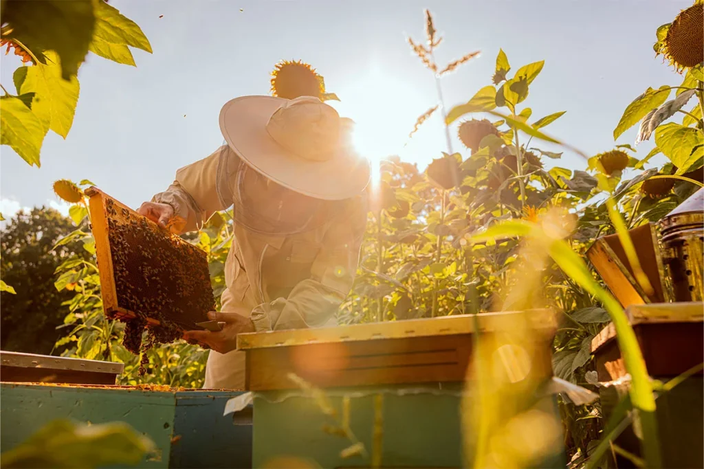 a person in the countryside working with honey