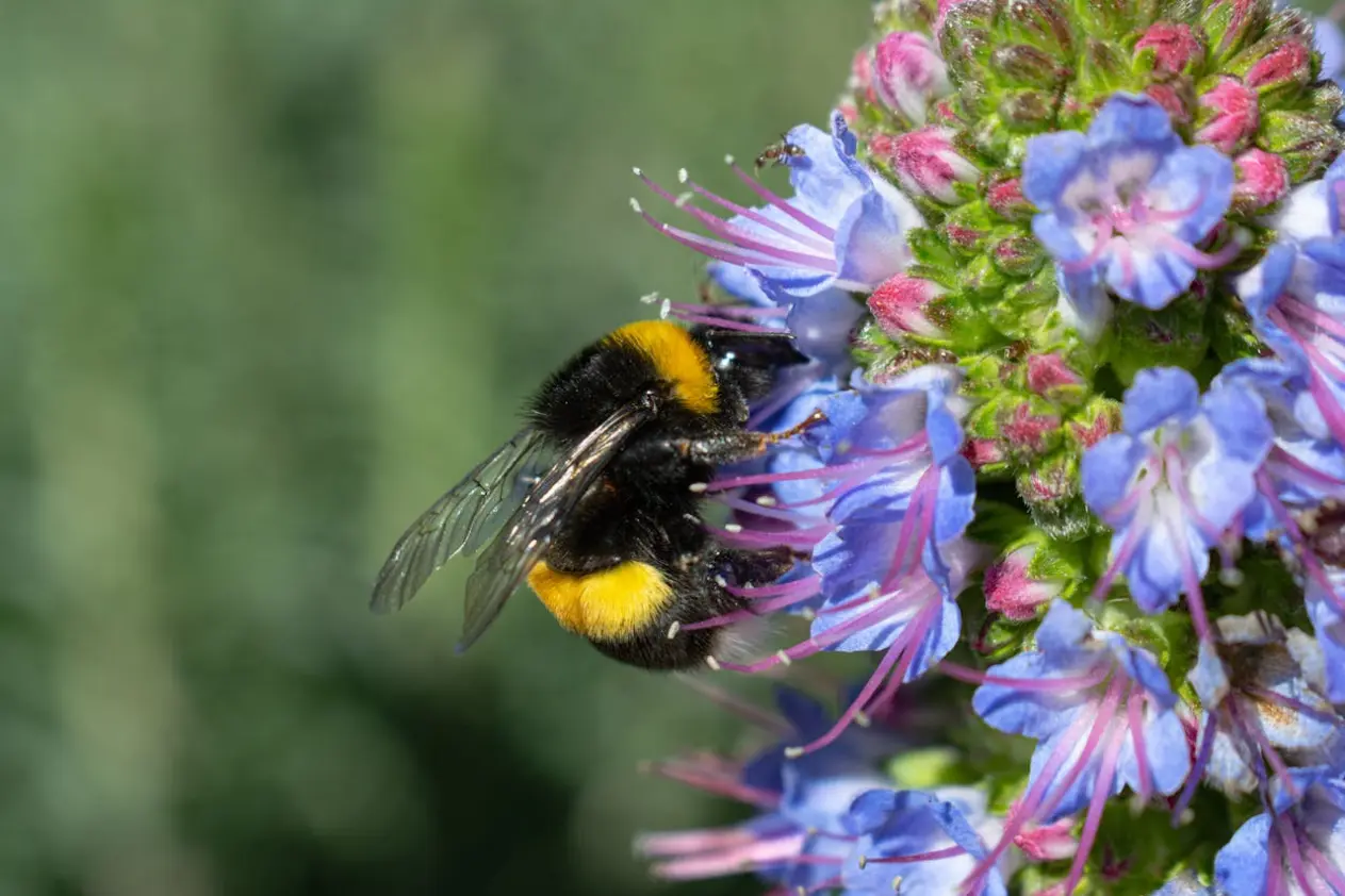 bee in a flower