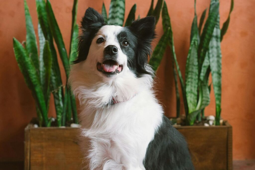 natural ingredients for a healthy dog's skin
