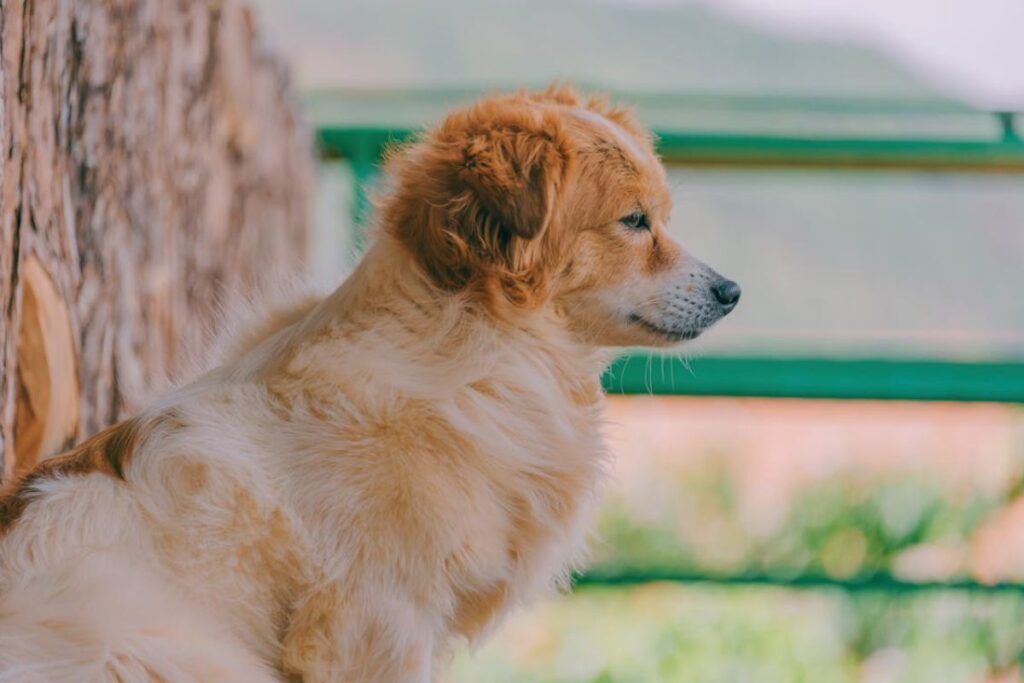 List of natural ingredients safe for dog skin allergies