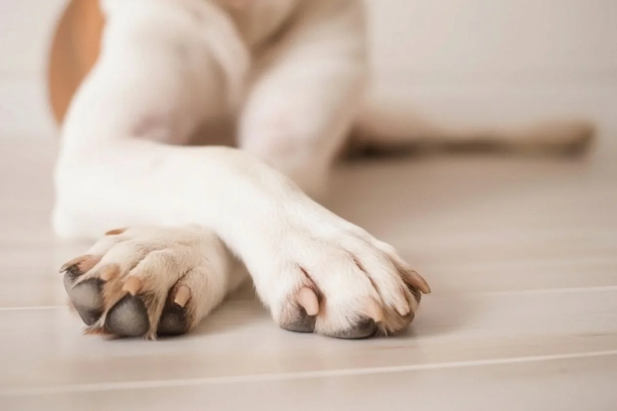 prevent dog paw allergies naturally